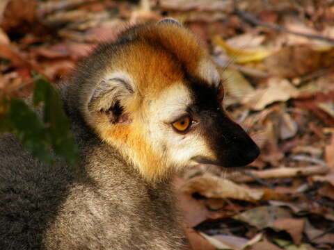 Image of Bennett's Brown Lemur