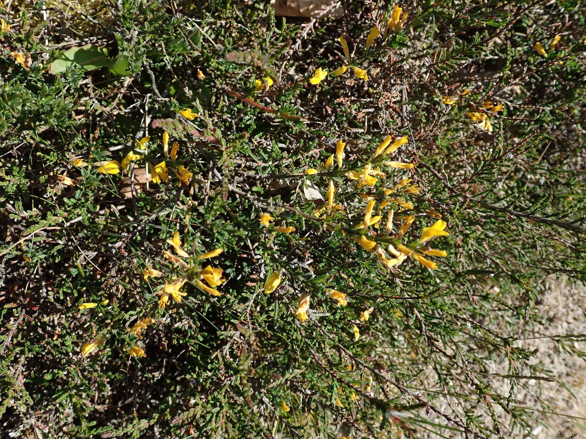 Image of hairy greenweed