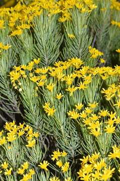 Image of Euryops tenuissimus subsp. tenuissimus