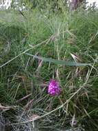 صورة Anacamptis pyramidalis (L.) Rich.