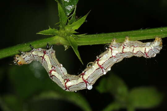 Calesia xanthognatha Hampson 1926 resmi