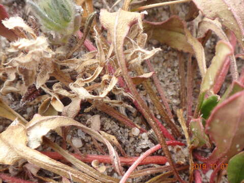 Image de Ptilotus spathulatus (R. Br.) Poir.