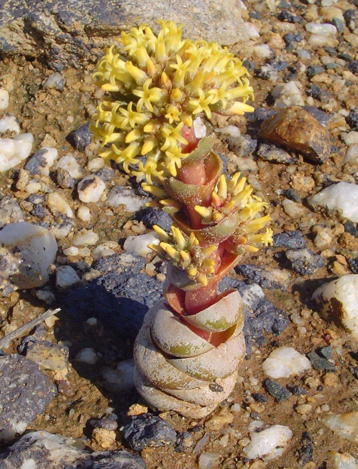 Слика од Crassula columnaris subsp. prolifera Friedrich