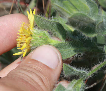 Image of sessileflower false goldenaster