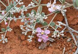 Image of Banisteriopsis campestris (A. Juss.) Little