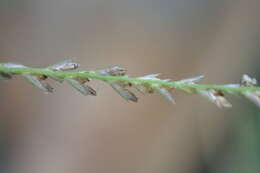 Image of Needle Viper Grass