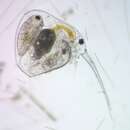 Image of Baltic long-nosed waterflea