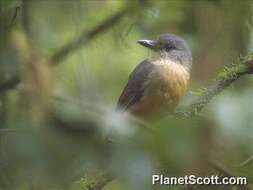 Image of Bower's Shrike-thrush