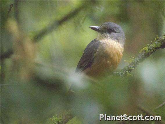 Image of Bower's Shrike-thrush