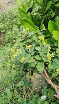 Image of Wikstroemia retusa A. Gray