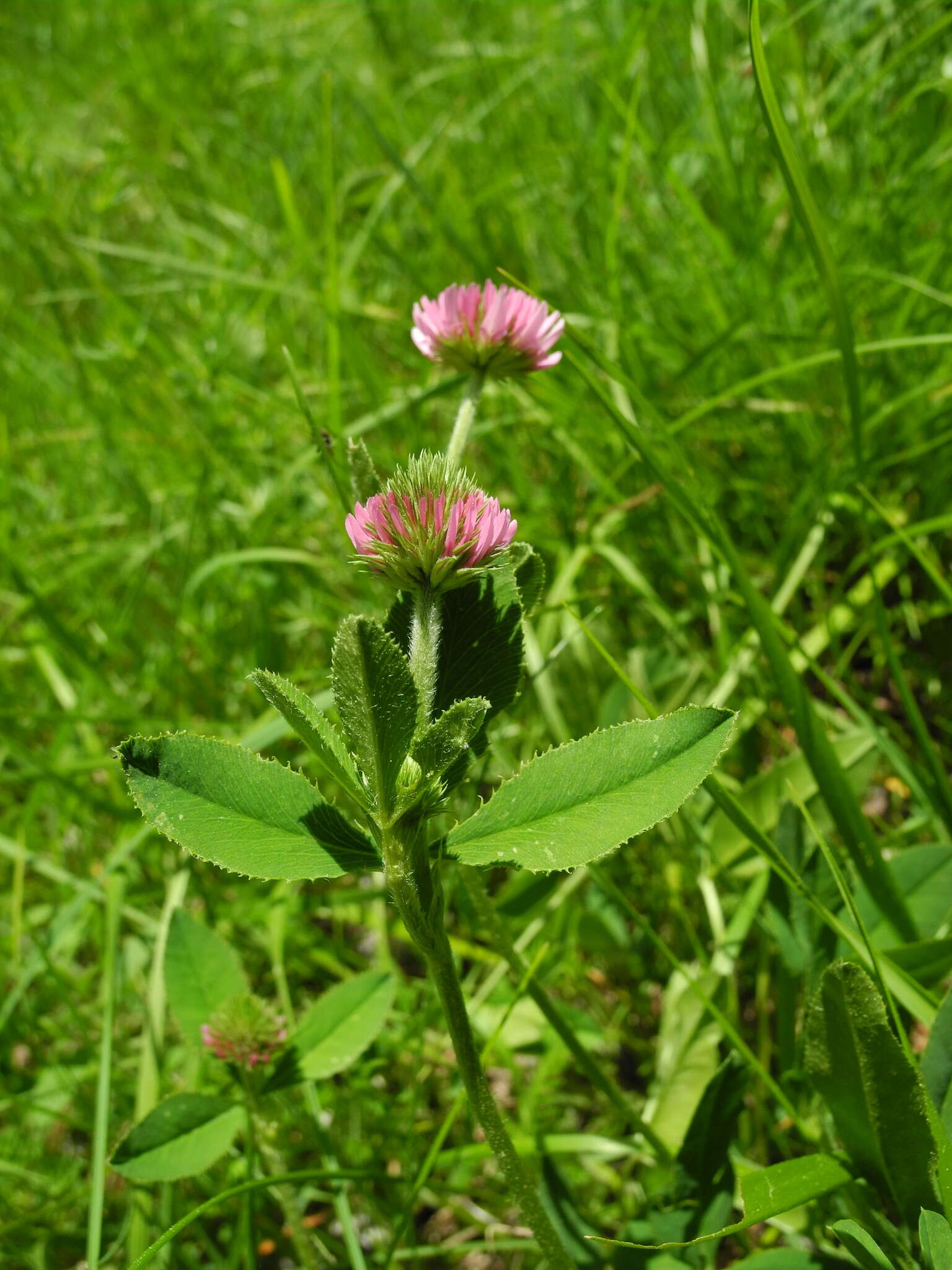 صورة Trifolium montanum subsp. rupestre (Ten.) Pignatti