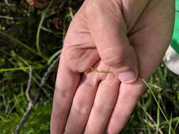 Image of Bristly-stalked sedge