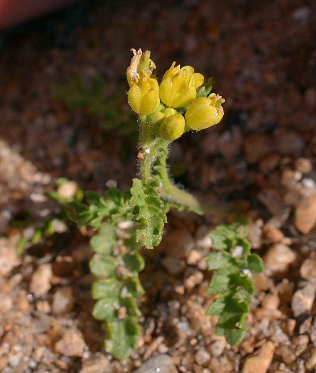 صورة Rorippa subumbellata Rollins