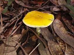 Image of Amanita flavivolva Murrill 1953