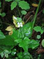 Image de Cardamine clematitis Shuttlew. ex A. Gray