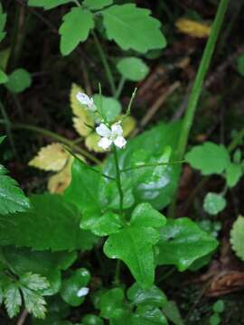 Image of Small Mountain Bittercress