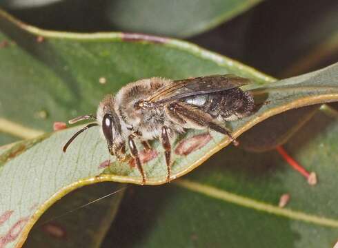 Leioproctus clarki (Cockerell 1929) resmi