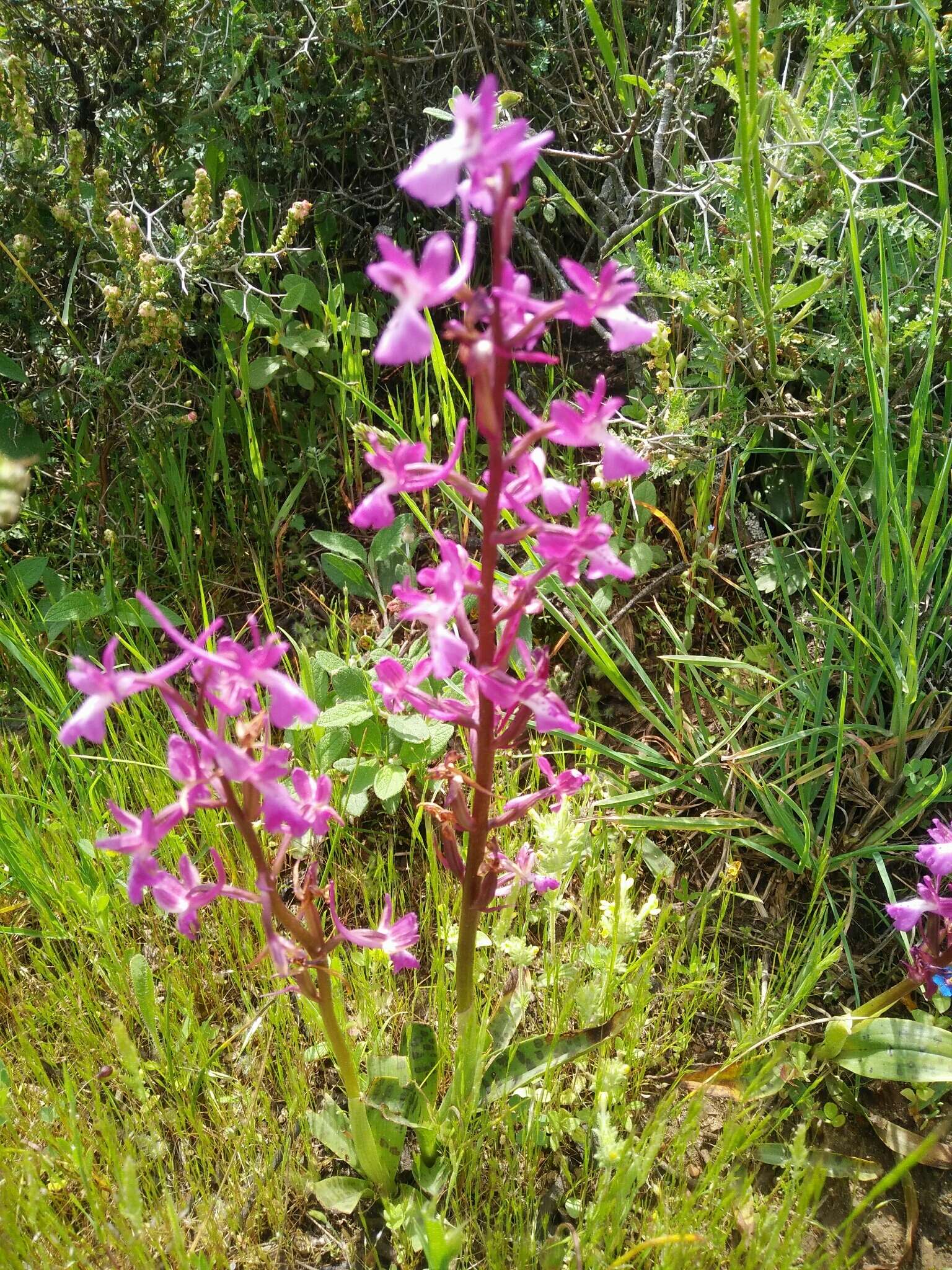 Sivun Orchis anatolica Boiss. kuva