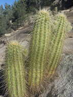 Image of Leding's Hedgehog Cactus