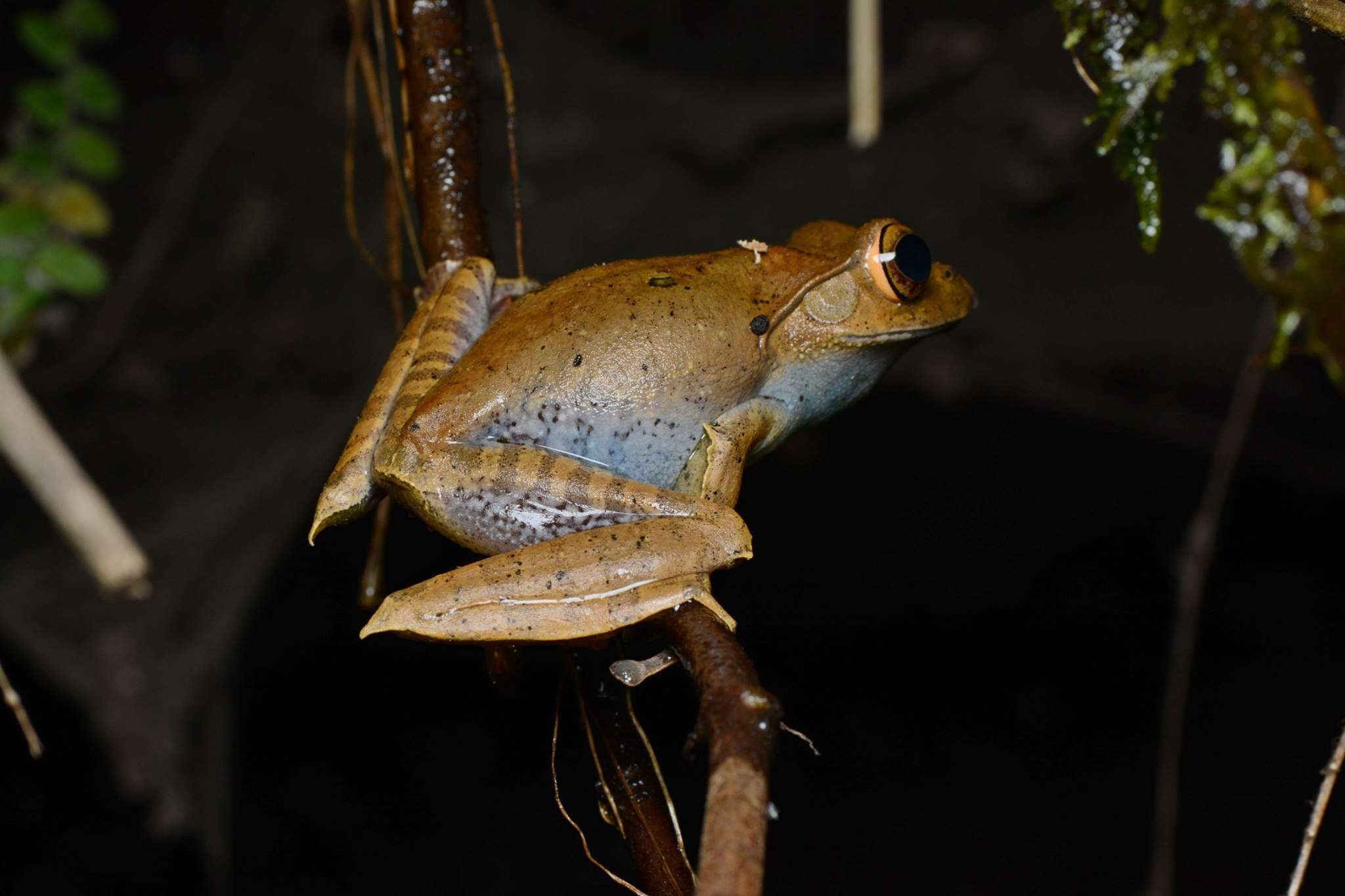 Image of Madagascar Bright-eyed Frog