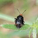 Deraeocoris schach (Fabricius 1781) resmi