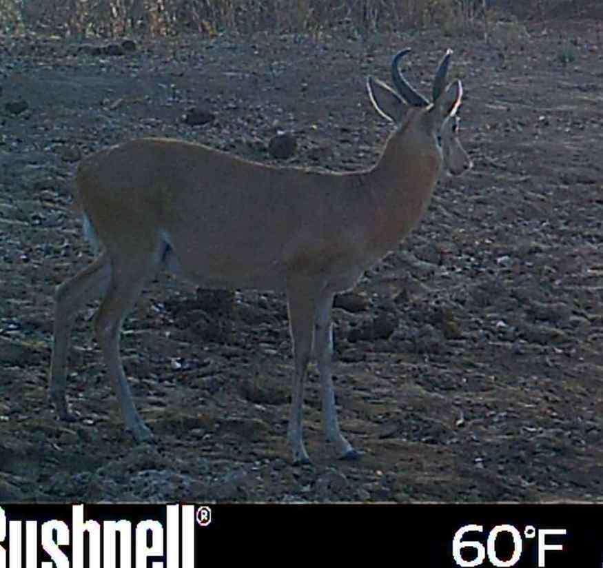 Image of Bohor Reedbuck