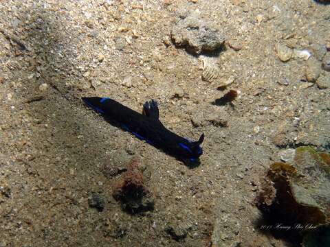 Image of Morose black and blue slug