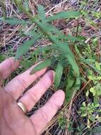 Image of showy goldenrod