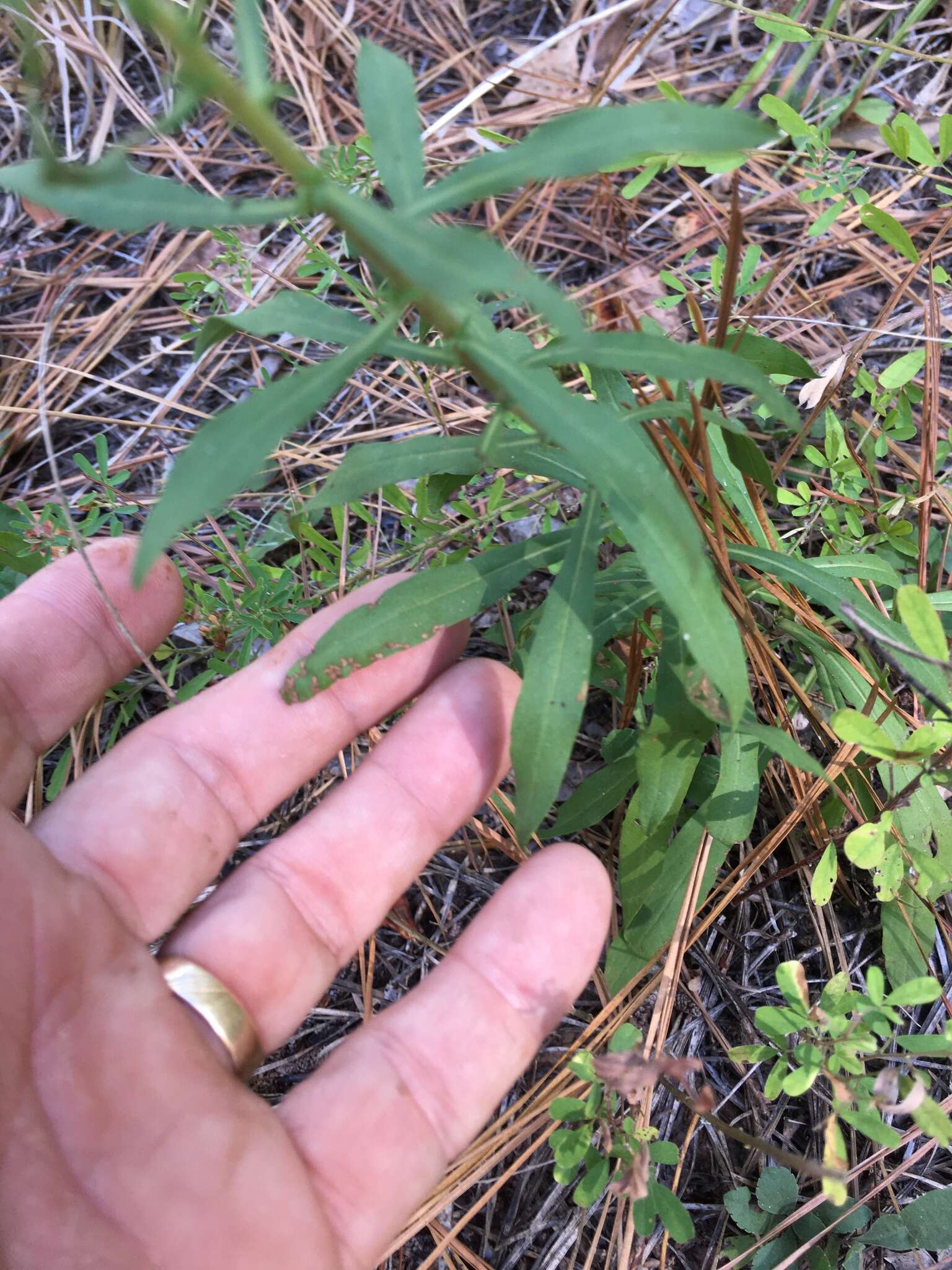 Image of showy goldenrod