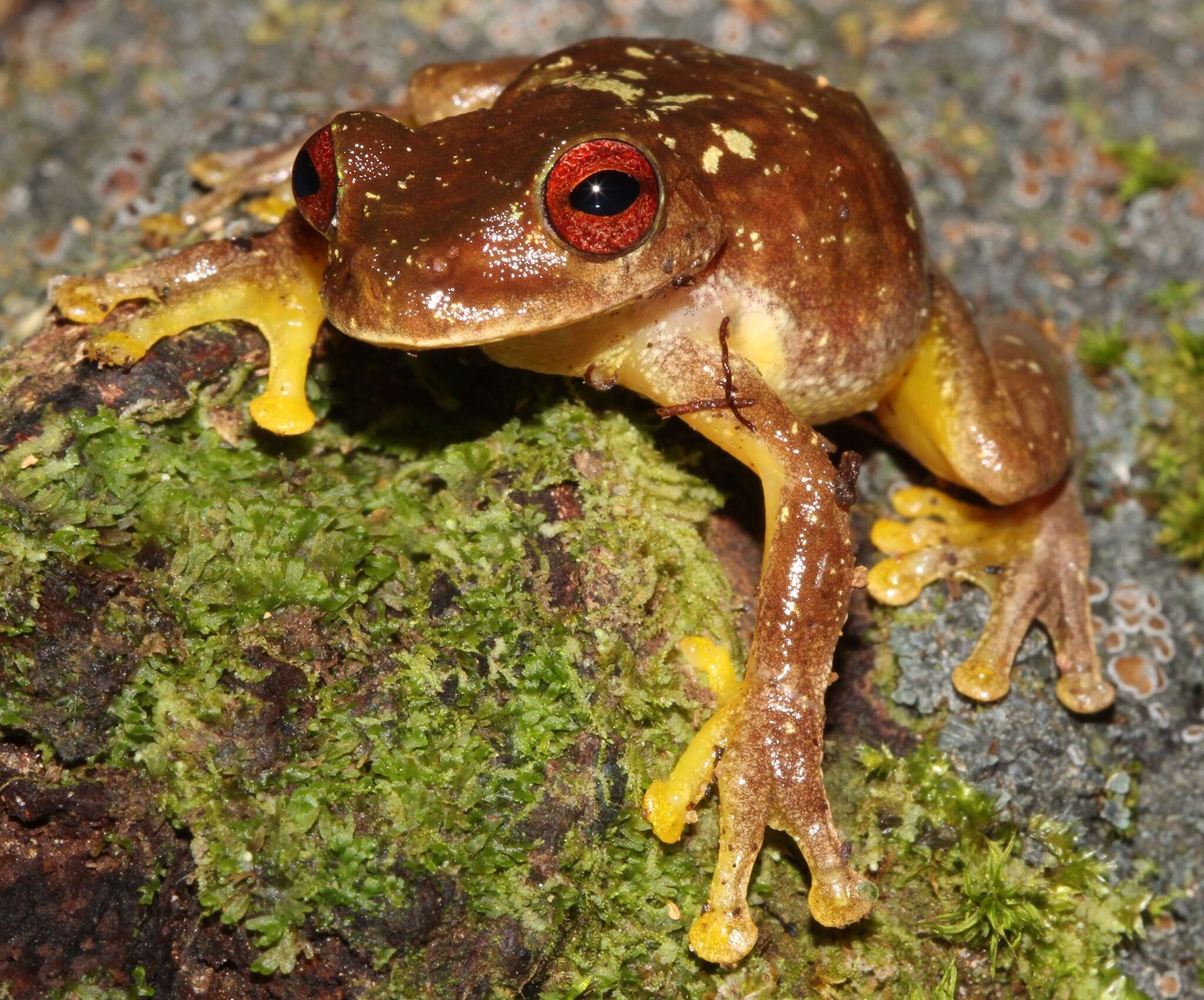 Image of Brook frog