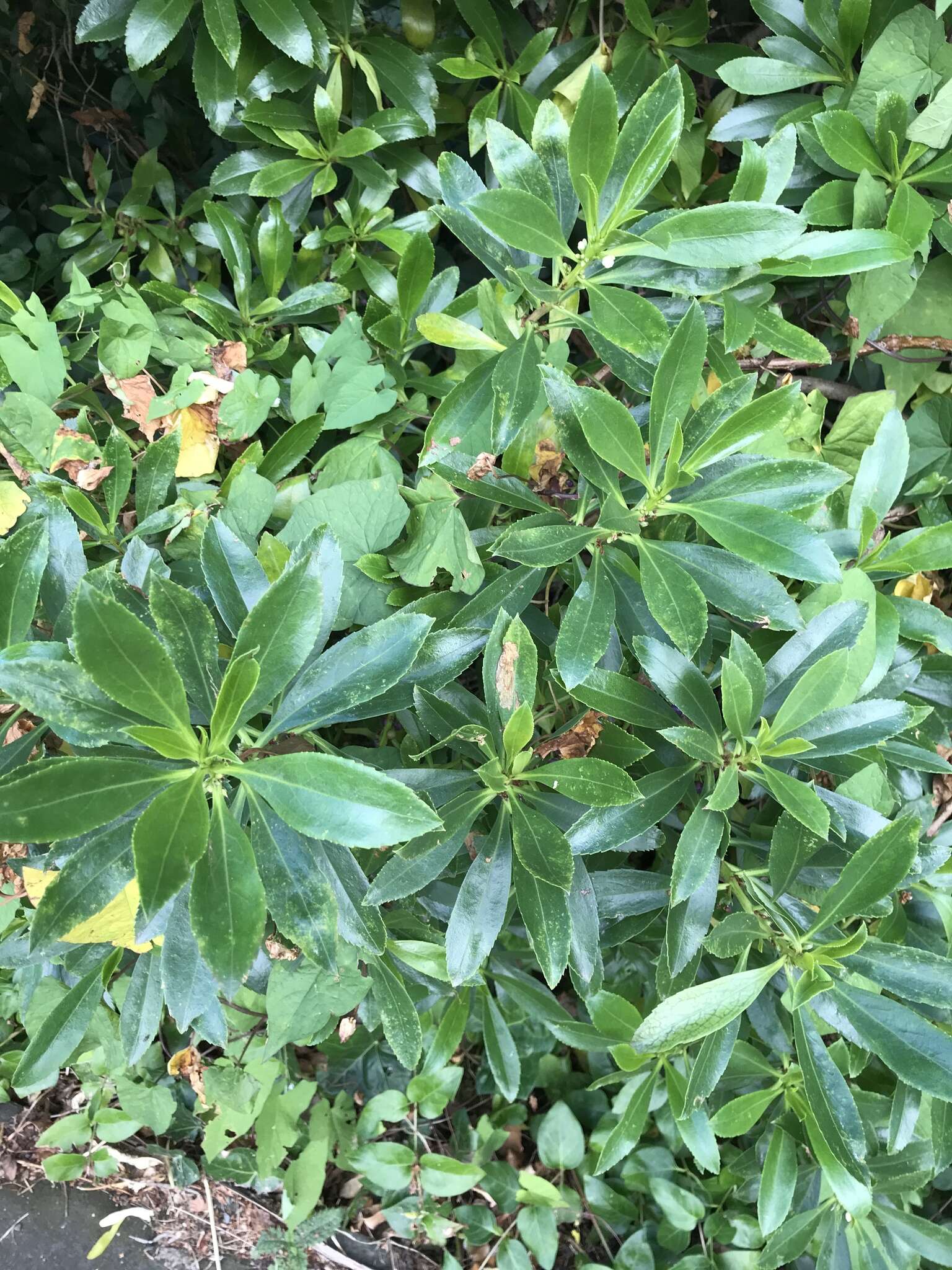 Myoporum insulare R. Br. resmi