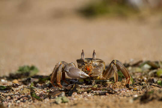 Image of Red Sea ghost crab