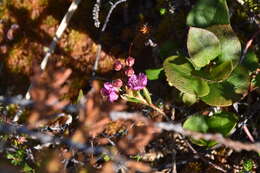 Image of alpine laurel