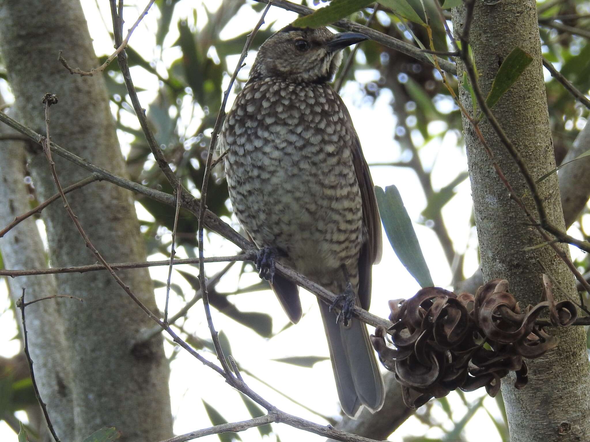 Image of Sericulus Swainson 1825