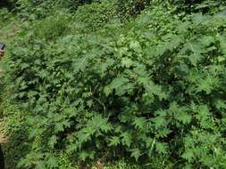 Image of Solanum aculeatissimum Jacquin