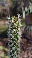 Image of Xanthorrhoea minor R. Br.