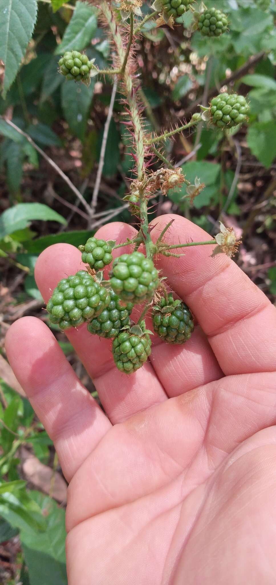 Image of <i>Rubus erythrocladus</i>