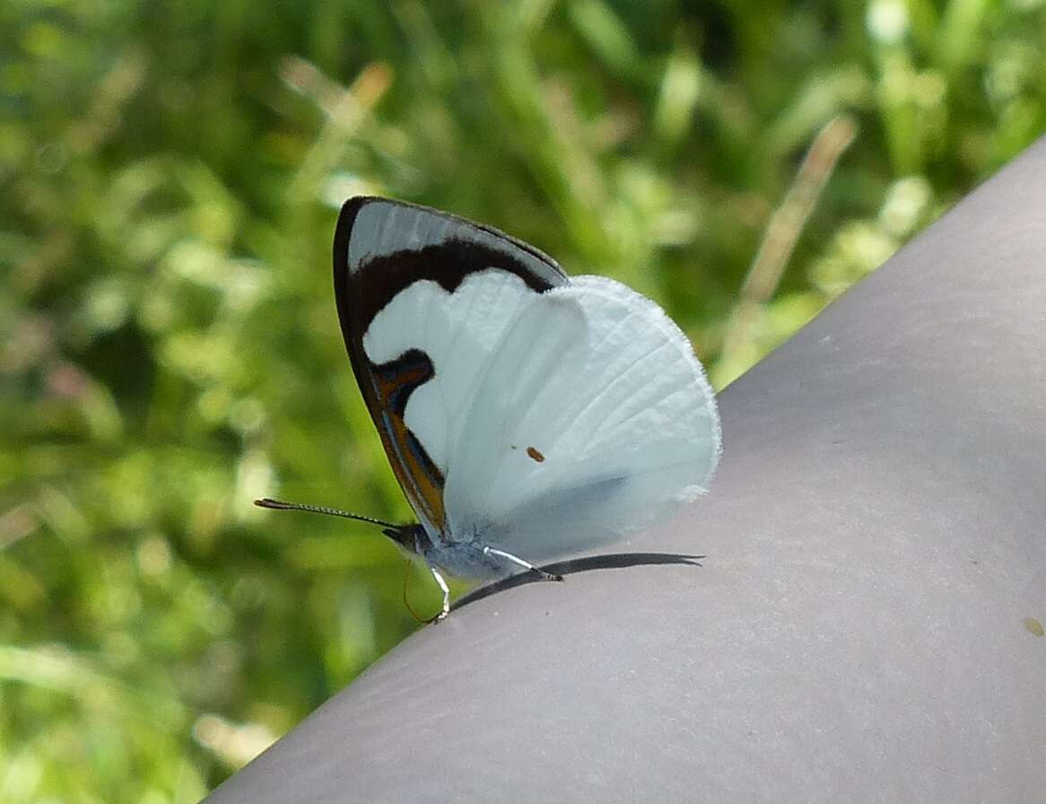 Plancia ëd Dynamine myrrhina Doubleday (1849)