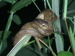 Image of Keeled Slug-eating Snake