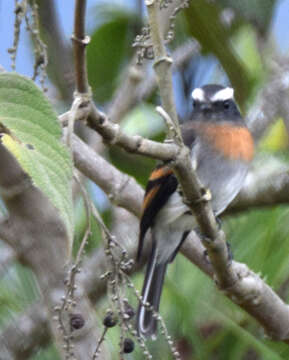 Image of Rufous-breasted Chat-Tyrant