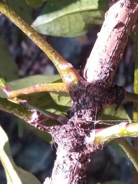 Imagem de Colea floribunda Boj.