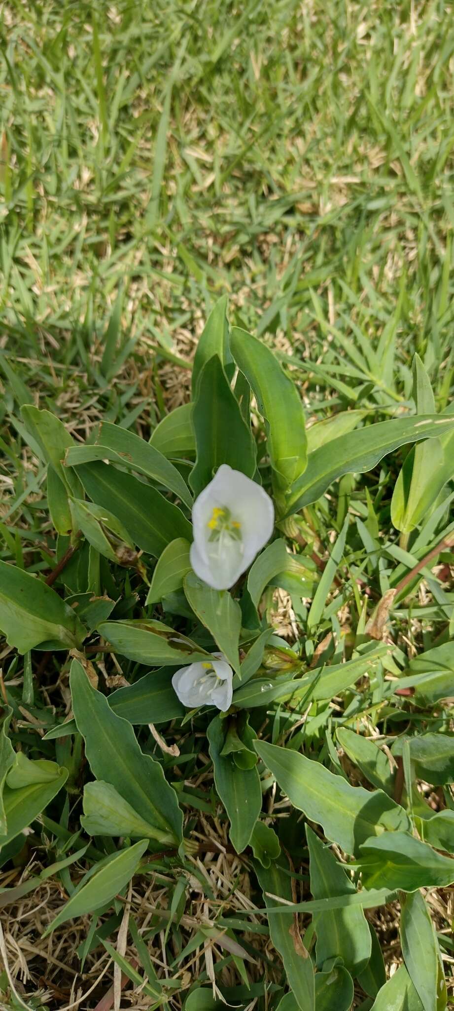 Image of Commelina platyphylla Klotzsch ex Seub.