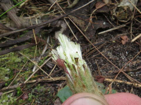 Image of Piloselloides cordata (Thunb.) C. Jeffrey