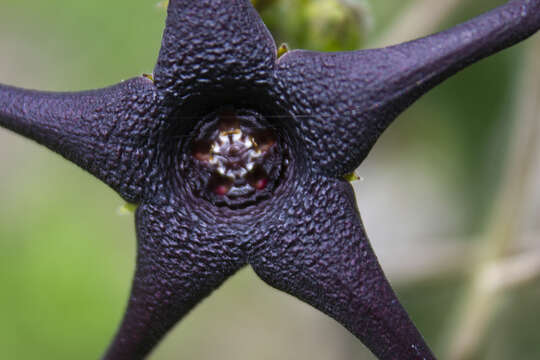 Image of Matelea pilosa (Benth.) R. E. Woodson