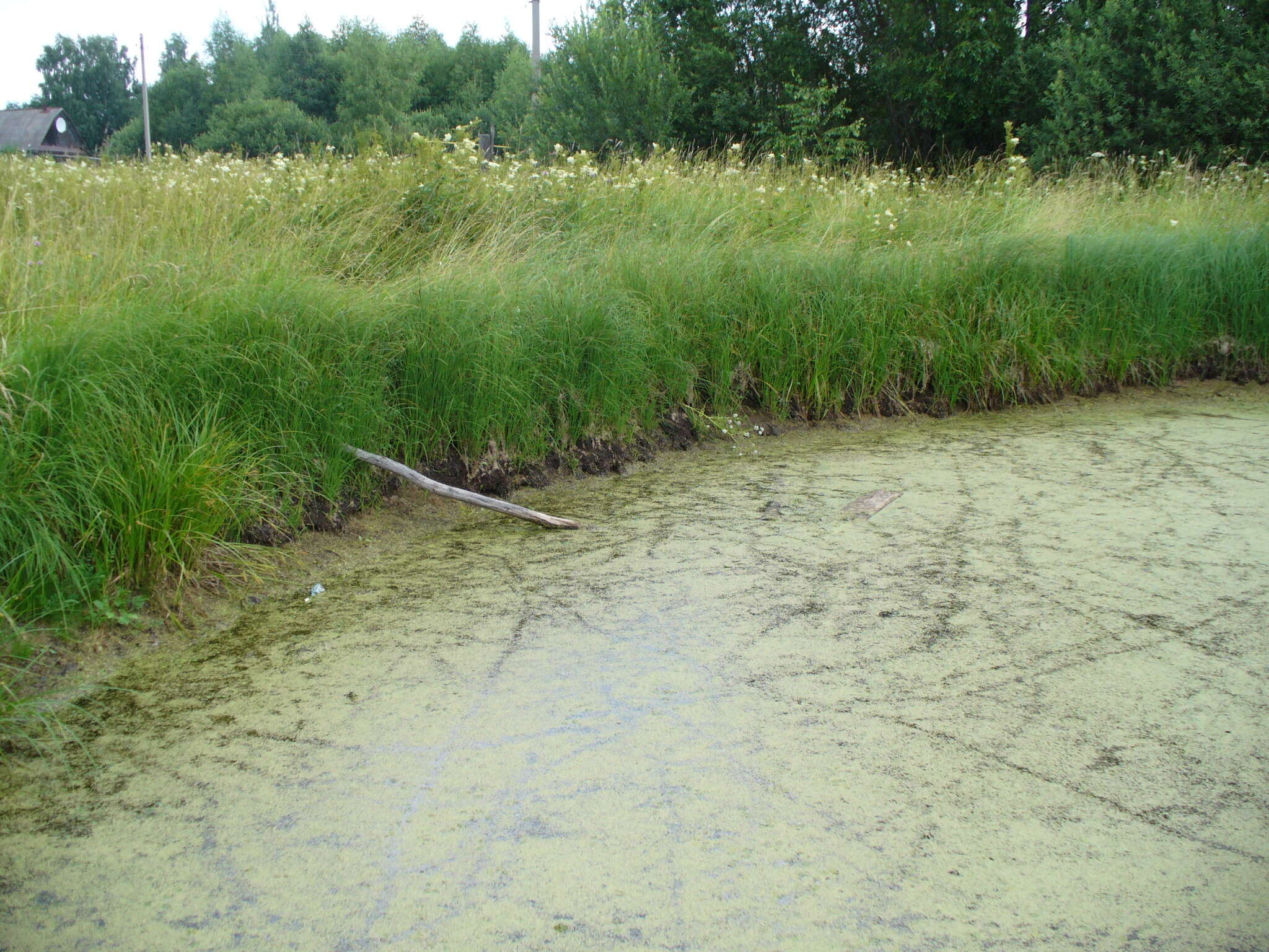 Carex acuta L. resmi