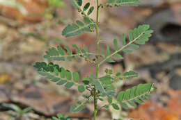 Imagem de Phyllanthus urinaria L.