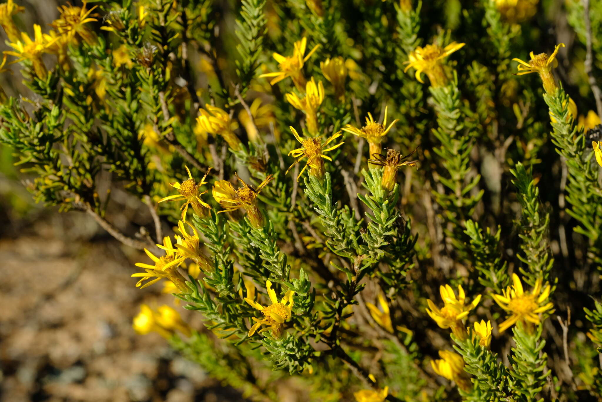 Imagem de Oedera sedifolia (DC.) A. A. Anderberg & K. Bremer