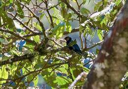 Image of Silver-backed Tanager