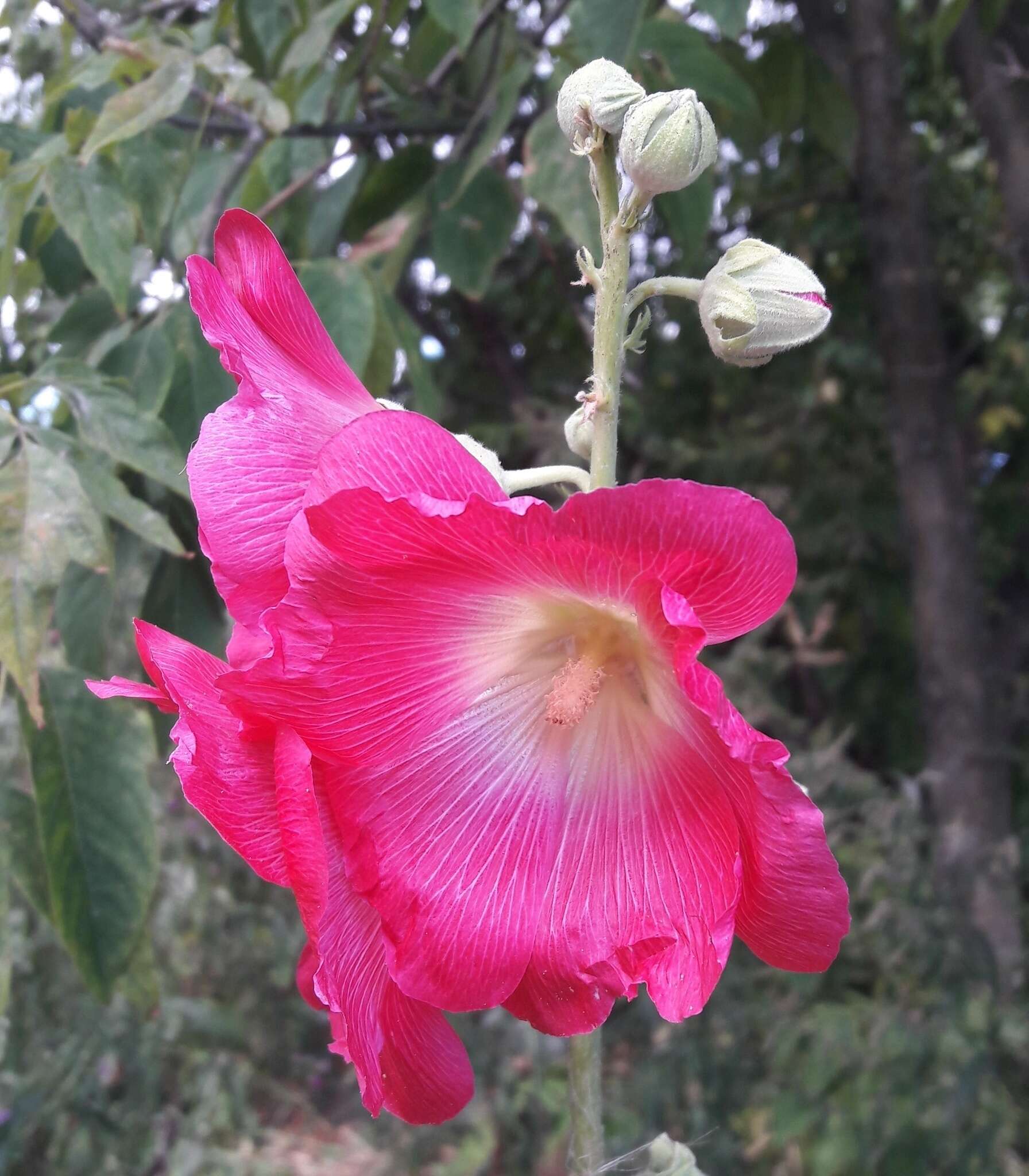 Image of hollyhock