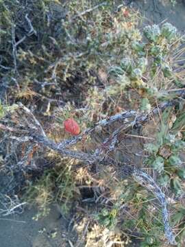 Image de Cylindropuntia caribaea (Britton & Rose) F. M. Knuth